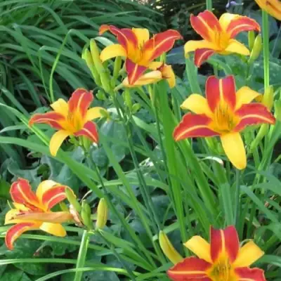 Лилейник ФРАНС ХАЛС в Слуцке