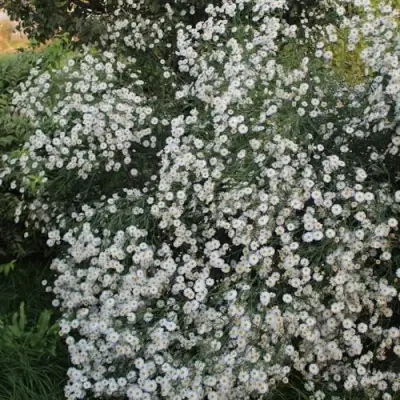 Болтония СНОУБЭНК в Слуцке