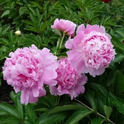 Пион МЕСЬЕ ЖЮЛЬ ЭЛИ травянистый в Слуцке