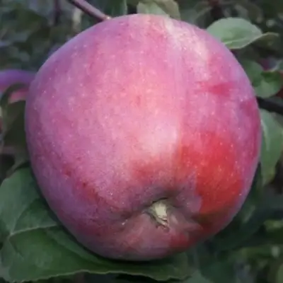 Яблоня ЗОРКА в Слуцке