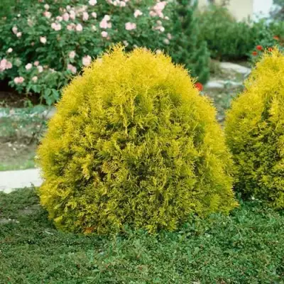 Туя РЕЙНГОЛД западная в Слуцке