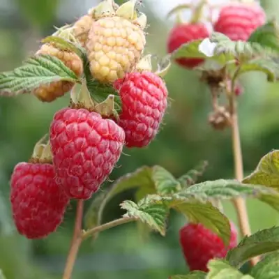 Малина МОЛЛИНГ ДЖУНО в Слуцке