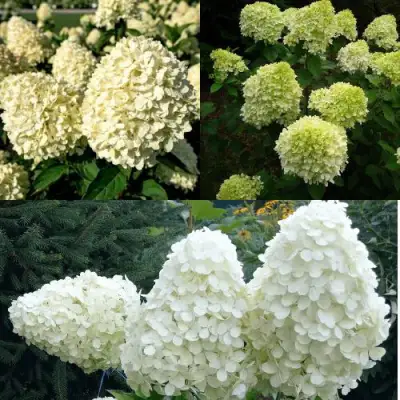 Комплект НЕЖНЫЙ КАПУЧИНО в Слуцке