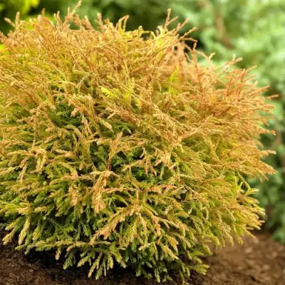 Туя ГОЛДЕН ТАФФЕТ западная в Слуцке