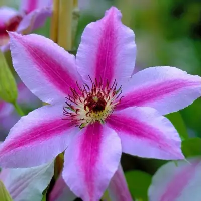 Клематис НЕЛЛИ МОЗЕР в Слуцке