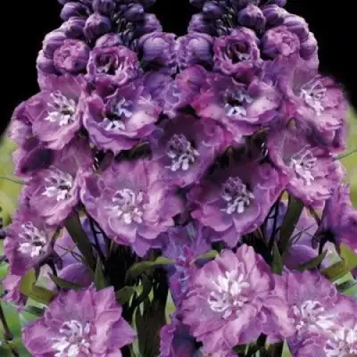 Дельфиниум ДЕЛЬФИС ПИНК ПАУЭ высокий в Слуцке