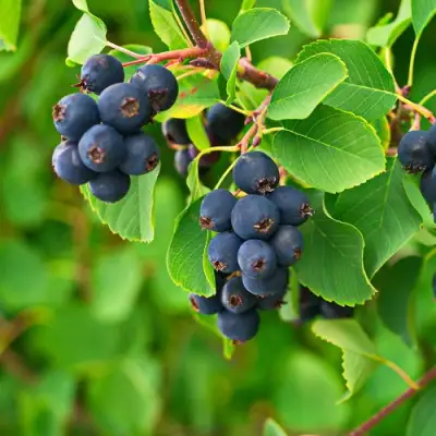 Ирга КОЛОСИСТАЯ в Слуцке