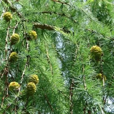 Лиственница КЕМПФЕРА в Слуцке
