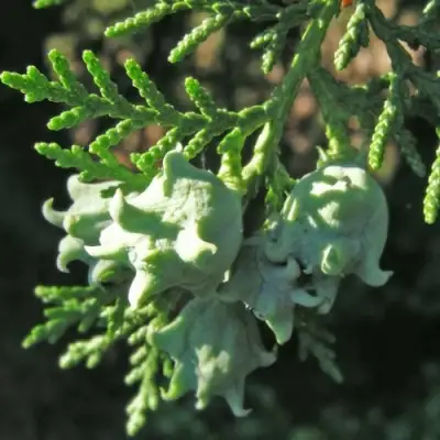 Туя восточная в Слуцке