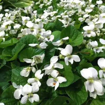 Фиалка АЛЬБИФЛОРА сестринская в Слуцке