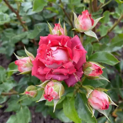 саженцы розы Тирамису