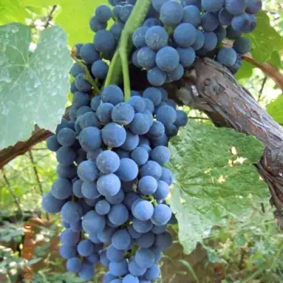 Виноград ВЕНУС в Слуцке