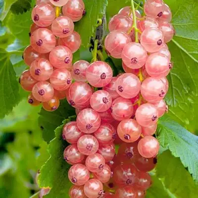 Смородина белая ПРЫГАЖУНЯ (РОЗОВАЯ) в Слуцке