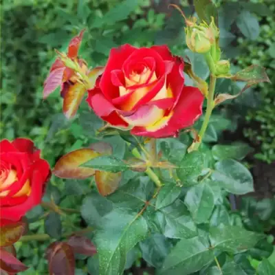 Роза ФРЕНДШИП чайно-гибридная в Слуцке