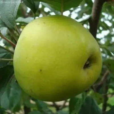 Яблоня КОШТЕЛЯ в Слуцке