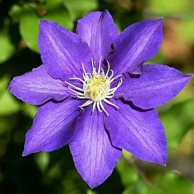 Клематис ЗЕ ПРЕЗИДЕНТ в Слуцке