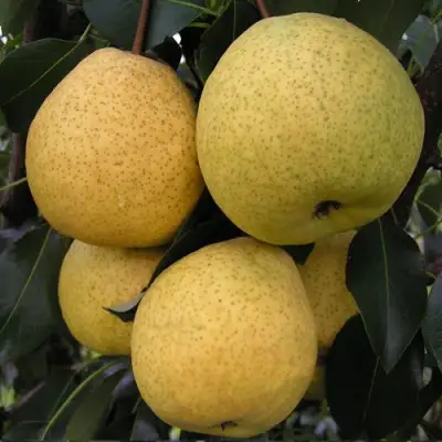 Груша ВЕЛИКАЯ ЛЕТНЯЯ (БОЛЬШАЯ ЛЕТНЯЯ) в Слуцке