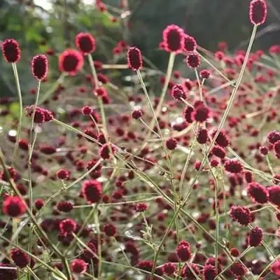 Кровохлебка ЧОКОЛАТ ТИП в Слуцке