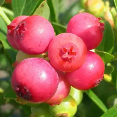 Голубика ПИНК ЛИМОНАД в Слуцке