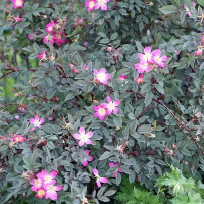 Роза сизая в Слуцке