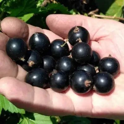 Смородина черная ЧЕРНООКАЯ в Слуцке