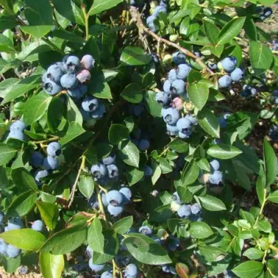 Голубика БЛЮЭТТА в Слуцке