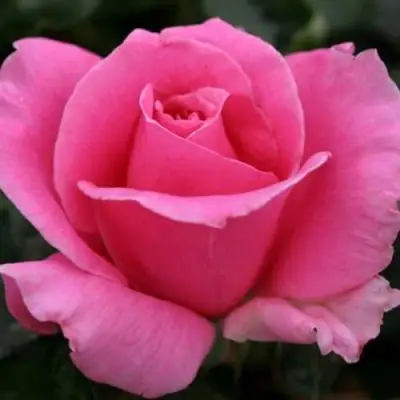 саженцы розы Эйфелева Башня