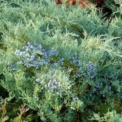 Можжевельник ГРЕЙ ОУЛ виргинский  в Слуцке