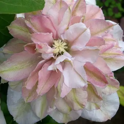 Клематис ИННОСЕНТ БЛАШ в Слуцке