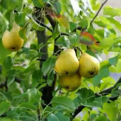 Груша ВИЛИЯ в Слуцке