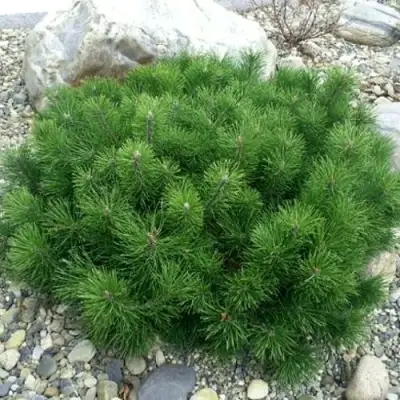 Сосна горная МУГУС в Слуцке