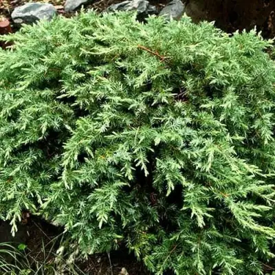 Можжевельник ШЛЯГЕР прибрежный в Слуцке