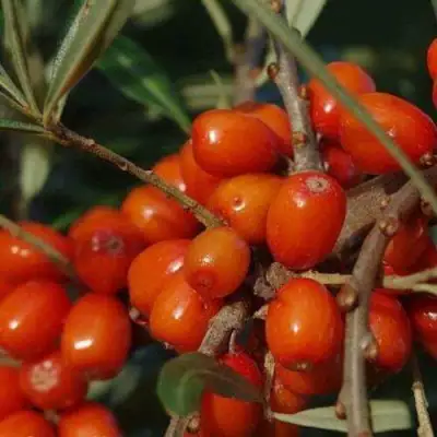 Облепиха ВОРОБЬЕВСКАЯ в Слуцке