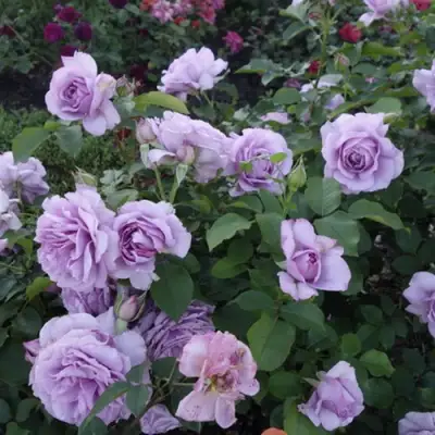 Роза ЛАВ СОНГ флорибунда в Слуцке