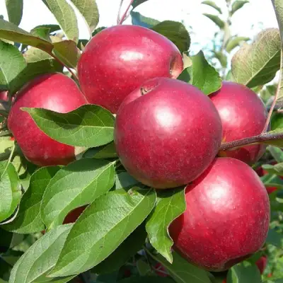 Яблоня КОВАЛЕНКОВСКОЕ в Слуцке