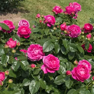 Роза АНУШКА чайно-гибридная в Слуцке