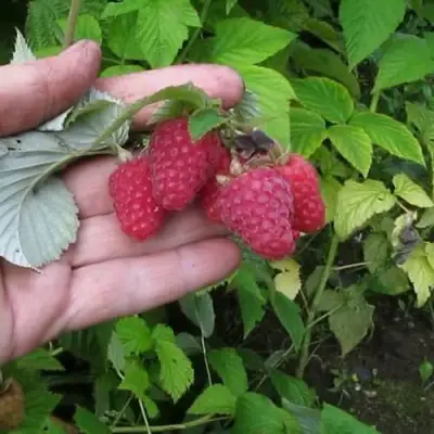 Малина КОРПИКО в Слуцке