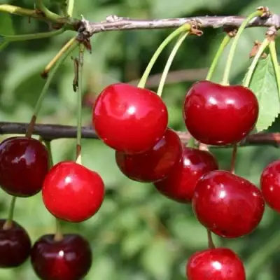 Вишня ХАРИТОНОВСКАЯ в Слуцке