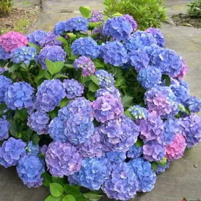 Гортензия БОДЕНСИ крупнолистная в Слуцке