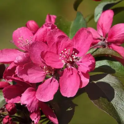 Яблоня НЕДЗВЕЦКОГО в Слуцке