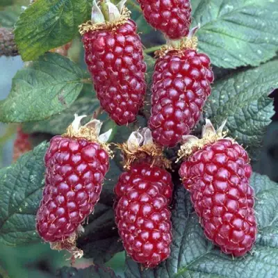 Ежемалина ТАЙБЕРРИ в Слуцке