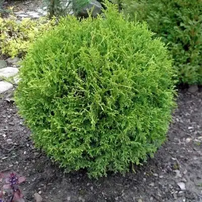 Туя ХОЗЕРИ западная в Слуцке