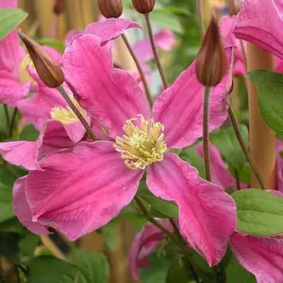 Клематис ИНСПИРЕЙШН ЗОЙН в Слуцке