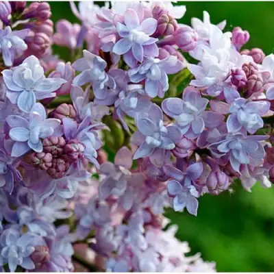 Сирень ПАМЯТЬ О ВАВИЛОВЕ в Слуцке