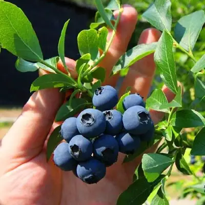 Голубика НОРТ КАНТРИ в Слуцке