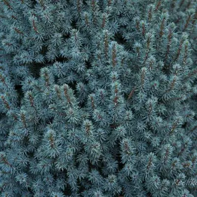 Ель САНДЕРС БЛЮ канадская в Слуцке