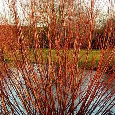 Ива ВИТЕЛЛИНА белая  в Слуцке