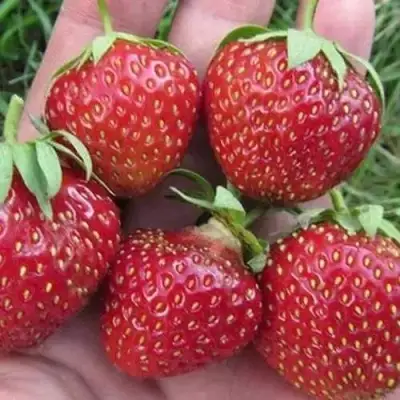 Клубника ВИМА ЗАНТА в Слуцке