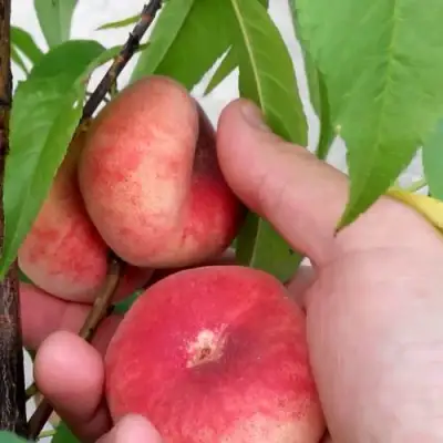 Персик САТУРН ИНЖИРНЫЙ в Слуцке