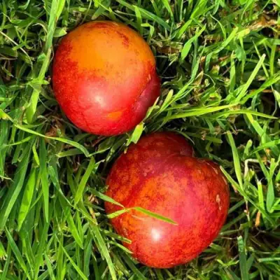 Шарафуга НЕКТАРИННАЯ в Слуцке